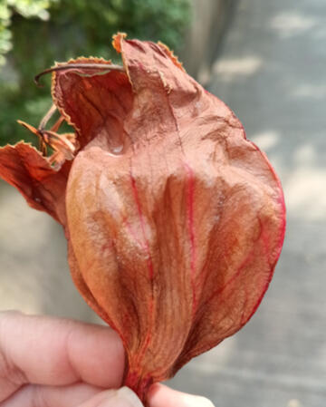 Nilofar Haja (she/her) offers Expressive Arts Workshops, sound meditation and Tibetan sound healing, creative writing retreats and creative exploration workshops for individuals, pairs, groups, and teams, online and in-person.